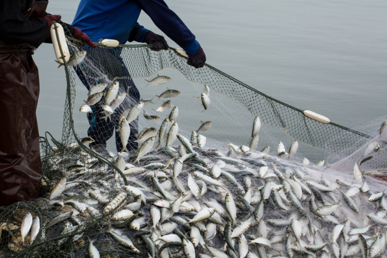 Минсельхоз предложил снять запрет на добычу нескольких рыб в РФ